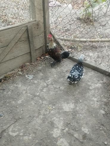 toyuq ucuz qiymete: 1 cüt 3 aylıq yaponkalar satılır.tam sağlamdılar.qiymət cütünə — 3