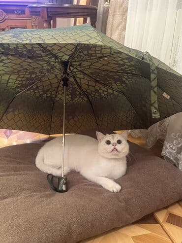 Кошки: Британская, Самец, В добрые руки, Самовывоз — 10