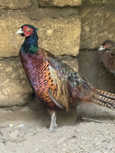 yapon xoruz: Xoruz, il: 1, Pulsuz çatdırılma — 5