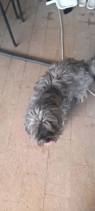 Erkek, Ödənişli çatdırılma