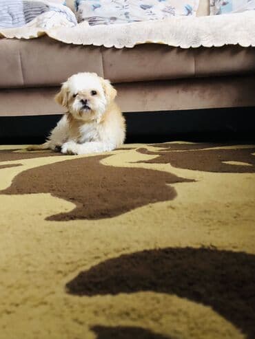 Lamborghini: Shi-tsu — 1