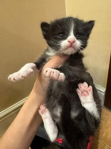 pişik tap az: Erkək, Yaxşı əllərə — 4