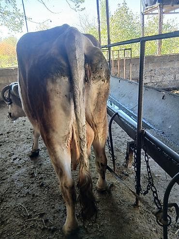 toyuq su qabı: Salam aleykum əvvəla allah alanda satanda xeyir versin inək 4 aylıq — 3