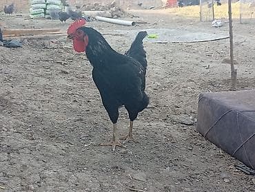 toyuq cinsleri: Məhsul: Yerli qarışıq cins toyuq və xoruzlar4 aylikdirlar Təsvir: - — 5
