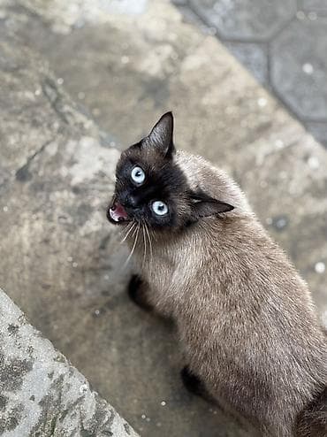 pulsuz piwik: Siam, Dişi, Yaxşı əllərə, Pulsuz çatdırılma — 2