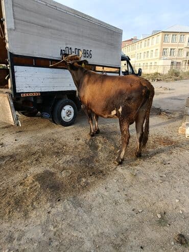 cins ineklerin satisi 2019: Dişi, il: 5, 400 kq, Ətlik, Ünvandan götürmə, Ödənişli çatdırılma — 3