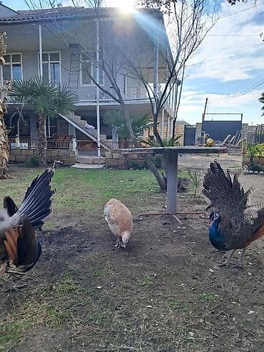 tovuz quslari: Məhsul: Tovuz quşları Xoruzlar satılır 11 aylıqdılar 1.2 aya tam — 6