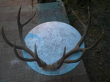 Buynuzlar: Maral buynuzu ( təbii) 1989 Sibir maralının buynuzu - Böyük ölçülü — 5