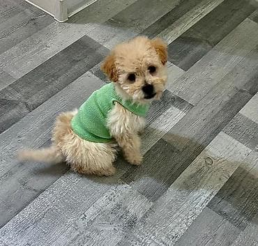 golden it satışı: Pudel, 2 ay, Erkek — 3