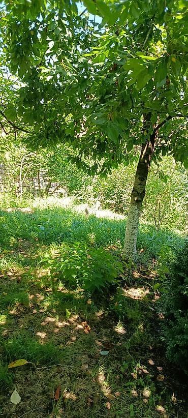 2 mertebe heyet evleri: 35 kv. m, 1 otaqlı, Qaz, İnternet, Telefon — 3