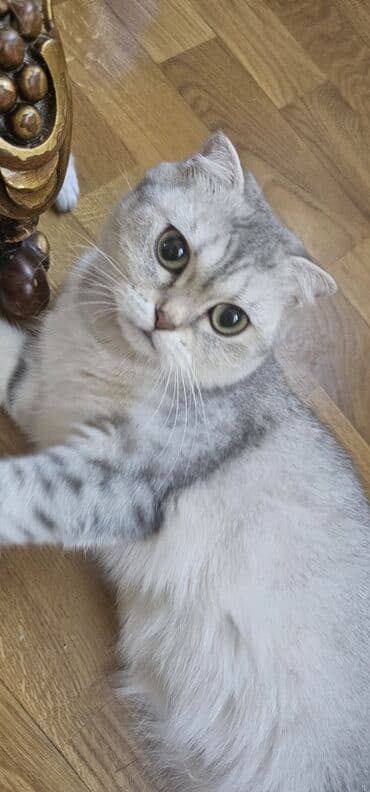 pişik sumkası: Şinşilla, Erkək, Yaxşı əllərə, Ünvandan götürmə, Ödənişli çatdırılma — 5