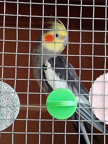 korum: Nimfa (cockatiel) – boz-ağ lələklər, sarı çöhrə və narıncı yanaq — 1