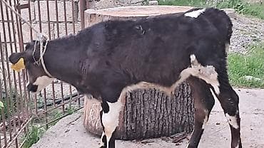 simmental inək satılır: Dişi, Simental, il: 3, 550 kq — 9