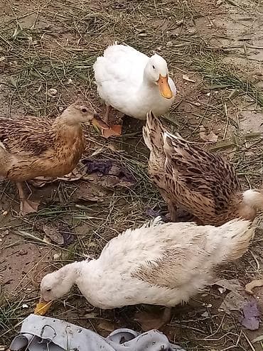 Kənd təsərrüfatı quşları: Dişi, | Kuban, Damazlıq, Ünvandan götürmə — 1