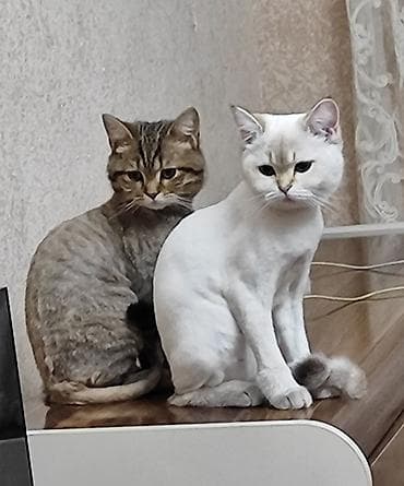 britanski pişik: Şinşilla, Dişi — 2