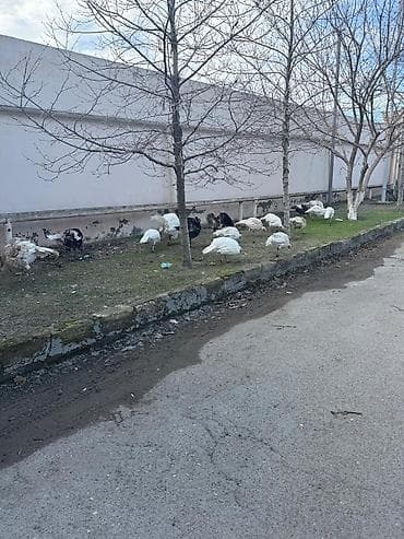 Digər heyvanlar: Tecili Satılır! 18 eded Hinduşka. 4 erkek qalanı fere. Hazırda — 5