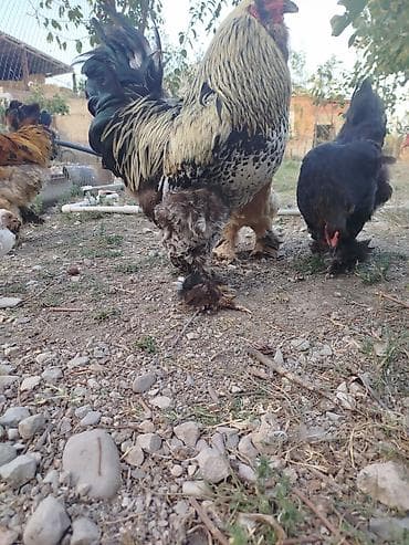 yerli qaz balasi: Brahma tam sağlam akdiv heyvadı damazlğa yararlı — 3