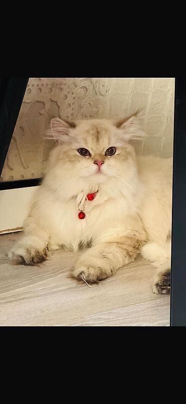 darling it yemi: Şinşilla — 5