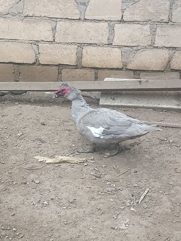 yuxuda qaz balalari gormek: 11ayliq Erkey 60 — 2