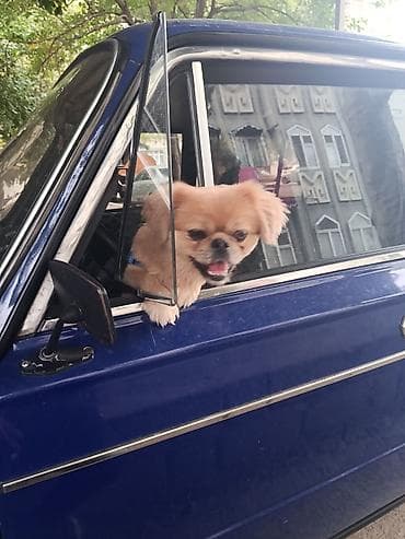 ucuz pekines satilir: Cins: Pekinges (Pekingese) Rəng: açıq qəhvəyi/qızılı Cinsiyyəti: erkək — 1