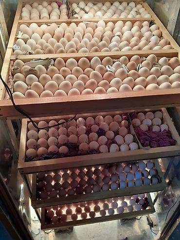 Оборудование для производства: Inkibator satılır 800 yumurta tutur 700 manata deyilir asaqi yeri var — 2