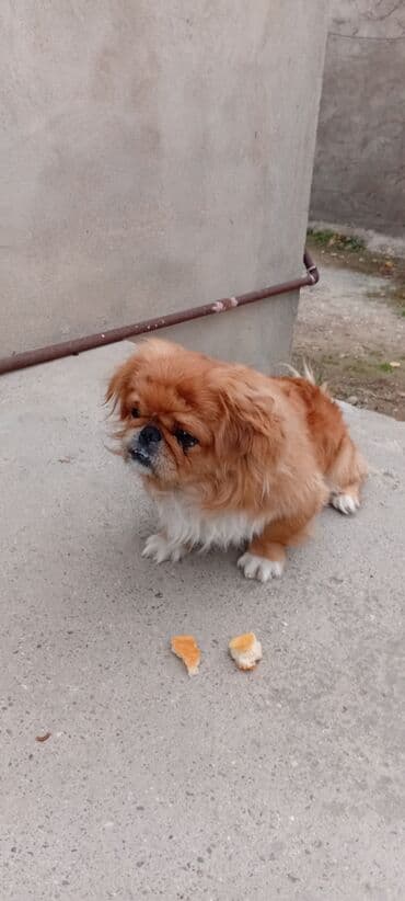 Digər heyvanlar: Pekines — 3