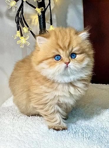 K/t heyvanları və malları: Şotland yastı qulaq, Yaxşı əllərə — 4