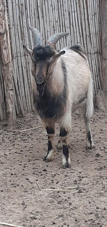 Inəklər, öküzlər: Erkək, Alpine, il: 8, Damazlıq — 1