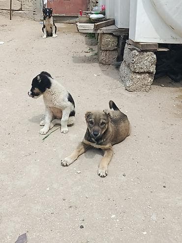 50 manata it: 2 ay, Erkek, Cütləşmə üçün, Ünvandan götürmə — 4