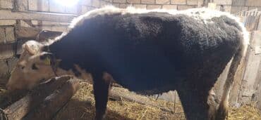 Коровы, быки: Теленок, Самец, Simental, месяцев: 6, Для мяса — 8