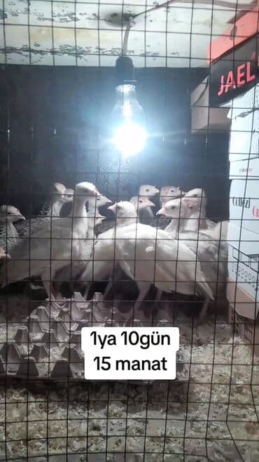 Куры: Məhsul: Türki balaları (hinduşka cücələri) - Şəkildə qəfəsdə — 1