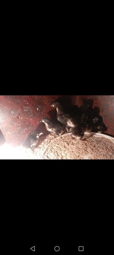 toyuga verilen adlar: Toyuq cücələri, Ətlik — 2