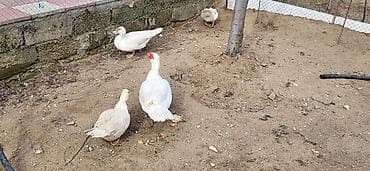 Gəmiricilər: Dişi, | Lal ördək, Damazlıq, Ünvandan götürmə — 3