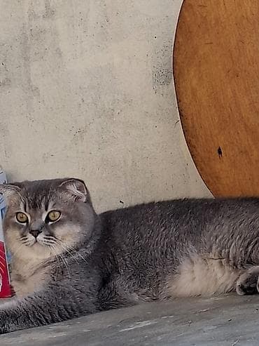 pişik adı: Şotland yastı qulaq, Erkək, Yaxşı əllərə, Ödənişli çatdırılma — 1