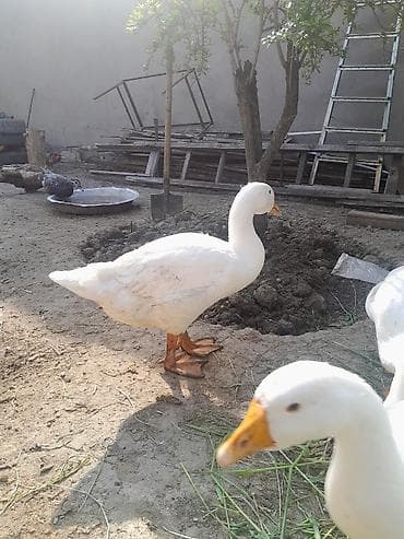 cucelerin satisi: Linda qazları. Mart ayının 21 yumurtadan çıxmış balalardır . Ətlik — 5