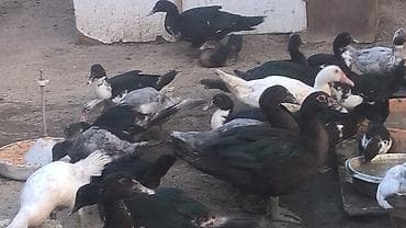 Dişi, | Lal ördək, Damazlıq lalafo.az -da Dişi, | Lal ördək, Damazlıq