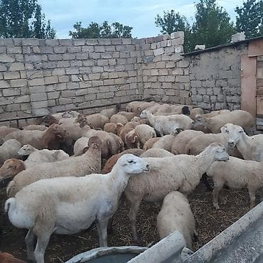qoyun keci: Qoyun sürüsü – damazlıq - Toplu şəkildə satılır 30 ana qoyun 4 Qoç — 2