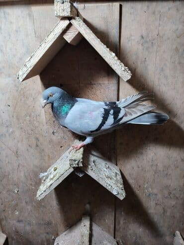 xacmaz heyvan bazari: Mayadi 10 bal Sabunçu — 1