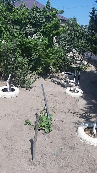 heyet evi: Pirşağı qəs. 4 otaqlı, 140 kv. m, Yeni təmirli — 2