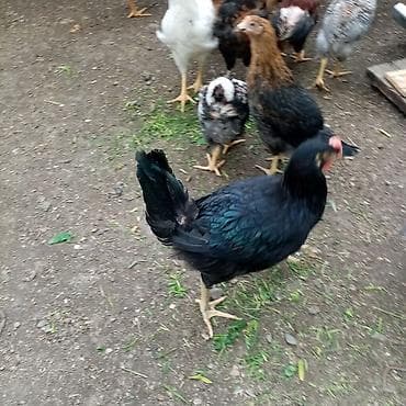 kürd toyuq: Toyuq, Damazlıq — 5