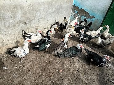 Lal ördekler və dili ördekler satılır ünvan müsfiq