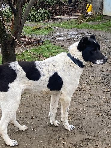 ağ ordək: 7 ay, Erkek, Peyvəndli, Ödənişli çatdırılma — 3