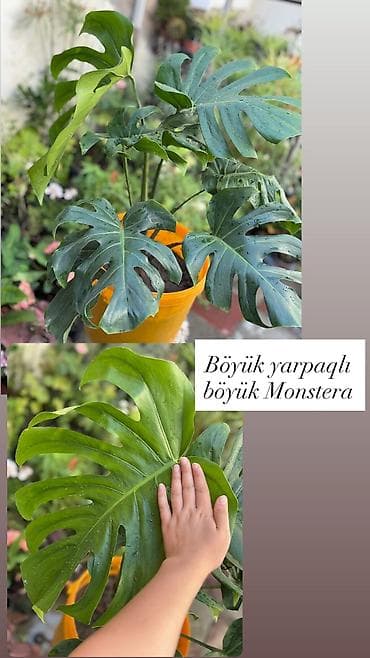 kala bitkisi: Monstera qiymət 15 -25-35-45azn. Ünvan Şamaxinka. Burdan götürə — 2