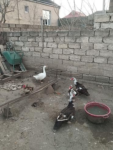 Бараны, овцы: Salam krasnodar cinsi lal ördek xoruzları satılır real alıcılara — 1