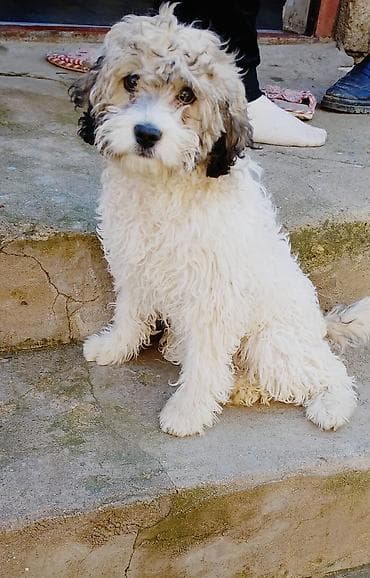 pitbul bala: Maltipu balasi qurd dermani ve peyvendi vurulub tam saglamdi oz — 1