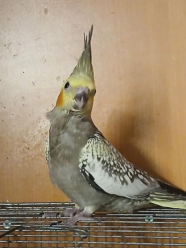 ev sicani: Məhsul: İki quş və qəfəs dəsti - Amadin . bulbul . valnisti . korella — 9