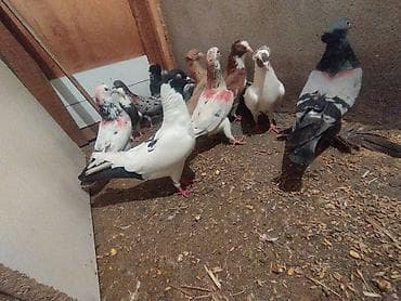 tutu suknje za mame i cerke: Məhsul: Ev göyərçinləri her biri sahibləndirilir wacap 0514383839 — 3