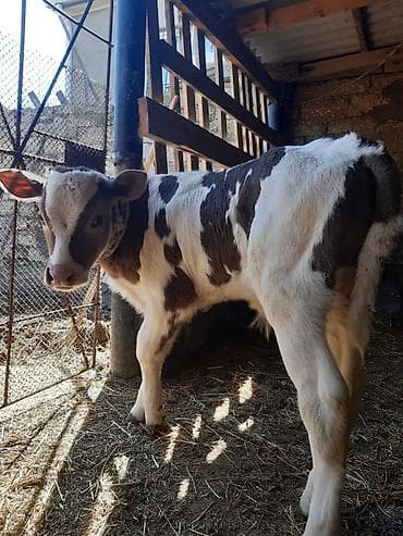 meymunlarin qiymeti: Birinci qarin ağ kiprik ivanovka balasi erkeydi 14 lt sud verir goy — 5