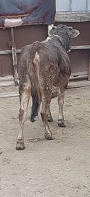 holşteyn inək: Salam qisirdi yeni subaydi Vacap akdivdir xayis edirem bos bekar — 4