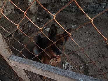 Alman çoban iti, 1 il, Rayonlara çatdırılma